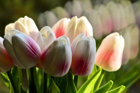 奶白色郁金香图片